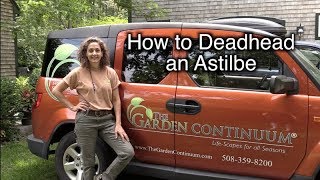 How to Deadhead Astilbe [upl. by Bowers]