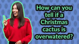 How can you tell if a Christmas cactus is overwatered [upl. by Aivil]