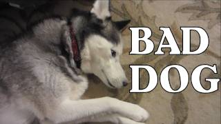 Bad Dog Guilty Dog Shiloh does it again Siberian Husky [upl. by Ajnin972]