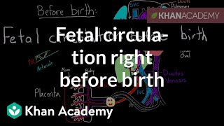 Fetal circulation right before birth  Circulatory system physiology  NCLEXRN  Khan Academy [upl. by Zetram]