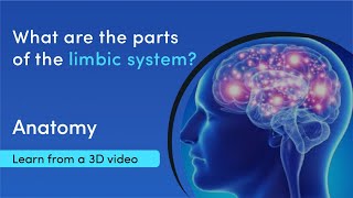 What does the limbic system consist of  MediMagic  3D videos [upl. by Notsuj]