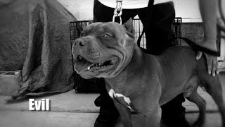 AMERICAN BULLY KENNEL  OFFROAD KENNELS [upl. by Zurc]