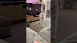 Adorable samoyed talkingshoutin dog samoyed cutepet puppy bts dogs husky fluffy cuteanimal [upl. by Hawk511]