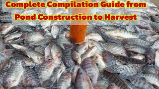 How to Start Biofloc Technology in Tilapia Complete Guide from Pond Construction to Harvest [upl. by Sinylg789]