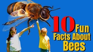 Top 10 Bee Facts For Kids You Need To Know  Why Are Bees Important For Our Survival [upl. by Ahsenav524]