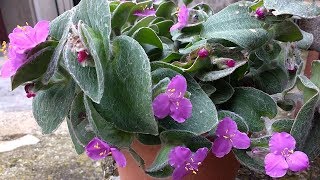 Tradescantia Sillamontana [upl. by Laud]