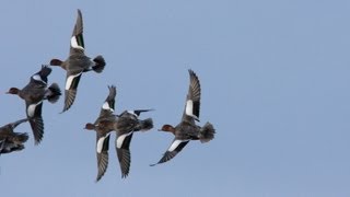 Duck flighting in East Yorkshire [upl. by Cardie315]