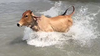 cow unloading cow videos cow video big cow goru hamba cow Ep  79 [upl. by Assirod121]