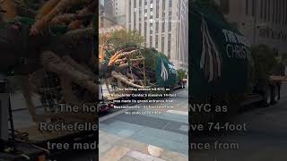 Rockefeller Christmas Tree Arrives in New York City [upl. by Haliehs]