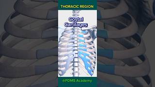 Skeleton skeletal system Thoracic region medicine humananatomy pharmamcqs [upl. by Youlton]