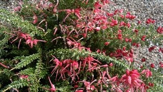 Grevillea lanigera Coastal Gem [upl. by Suoicerpal865]