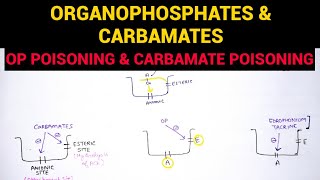 Autonomic Pharmacology  7  Organophosphates amp Carbamate Poisoning  EOMS [upl. by Anelaj]