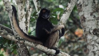 5 Fun Facts About The WhiteBellied Spider Monkey [upl. by Mathilde838]