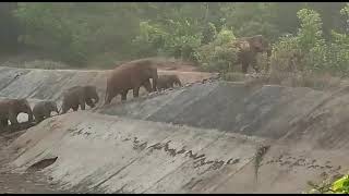 Wild Elephant Herd crossing Road at Dhenkanal Odisha India [upl. by Aivatnwahs]