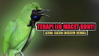 TERAPI CUCAK IJO MACET BUNYI BIAR KEMBALI GACOR [upl. by Newmann78]