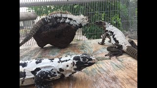 Pied Iguana Hatchling Ctenosaura pectinata High White Piebald pattern 2022 [upl. by Deedee]