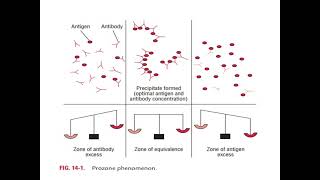 ANTIGENANTIBODY REACTION [upl. by Llerot]