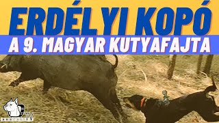 ERDÉLYI KOPÓ  A 9 magyar kutyafajta DogCast TV [upl. by Sivrat]