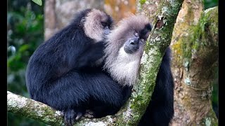 Liontailed macaque behaviour [upl. by Fai]