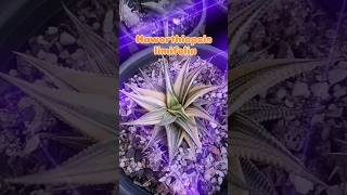 Haworthiopsis limifolia variegated plants houseplants gardening indoorplants plants haworthia [upl. by Carree]