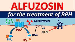 Alfuzosin HCl  Uses side effects amp precautions  For BPH [upl. by Eilrebma]