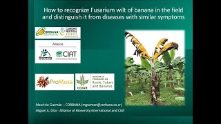 Recognizing the symptoms of Fusarium wilt of banana [upl. by Doubler]