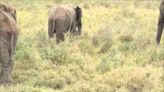 Elephant Herd in Serengeti [upl. by Noivax236]