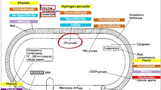 Pharmaceutical microbiology  Antimicrobial Agents  Mode of ACTION and RESISTANCE شرح بالعربي [upl. by Marder]