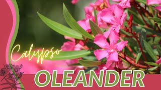 Trying My Favorite OLEANDER CALYPSO Nerium oleander [upl. by Mansfield]