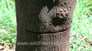 Sandalwood or Santalum Album or Sreegandha chandanThe fragrant wood [upl. by Moffit221]