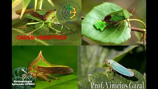 Identificação Principais Famílias de Hemiptera [upl. by Enilec412]