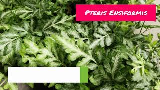 Pteris Ensiformis Fern  Pteris Ensiformis Tips amp Tricks  Pteris Ensiformis Care [upl. by Caine]