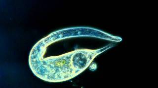 Amazing Microscopic Video [upl. by Marget256]