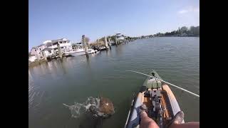 Flounder Fishing In the Lewes Canal on a Kayak [upl. by Jonna]