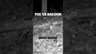 Fox vs Racoon  Who WINS [upl. by Cleopatra]