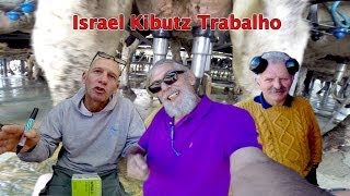 ISRAEL KIBUTZ TRABALHO Como é o Kibutz  Como Funciona o estábulo [upl. by Ikcaj]