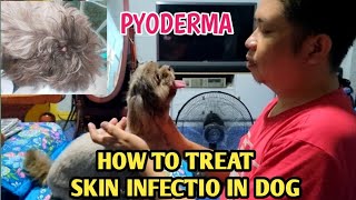 Pyoderma Skin Infection in Dogs Treatment Bacterial Infection [upl. by Azirb]