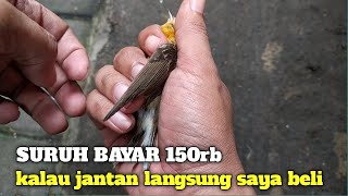 PEDAGANG NGEYEL NGAKU INI JANTAN [upl. by Notnad]