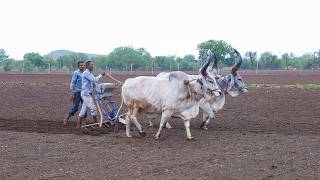 વાવણી  A Day Life Of Indian Farmer  Vavani  Peanut Farming  Farmers Life In Gujrat [upl. by Tarra103]