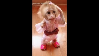 Pocket monkey Huahua dressed up to go out to play am I beautiful [upl. by Amirak]