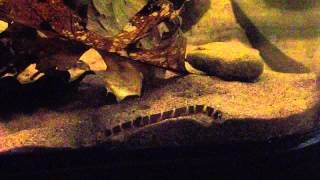 Kuhli loach sifting through sand [upl. by Montana]