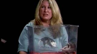 Learn all about Opossums on Wildlife Rescue [upl. by Shuman]