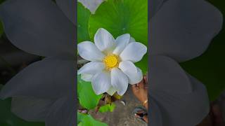 White Lotus on my rooftop Garden 😍🪷 rooftopgarden plantation lotus trending lotusflower viral [upl. by Casteel]