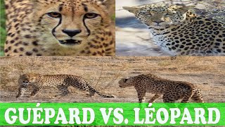 Différences entre léopard et guépard [upl. by Solrak]