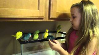 Parrotlets [upl. by Derick]