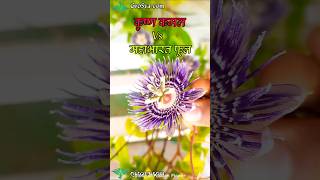 Story of Passion Flower Plant  Passion Flower [upl. by Niwde]