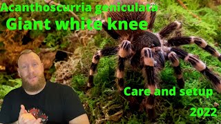 Acanthoscuria geniculata The Brazilian Giant White Knee pairing [upl. by Elletnohs]