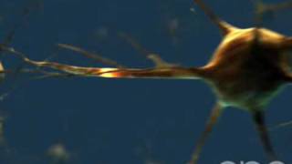 Neuron  3D Medical Animation  ABP © [upl. by Enwad777]