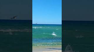 Fish Invade South Beach Forcing Swimmer Out [upl. by Maxine]