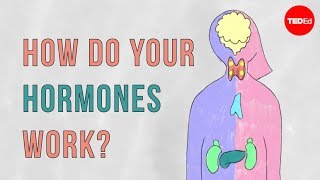 How do your hormones work  Emma Bryce [upl. by Nylhtac]